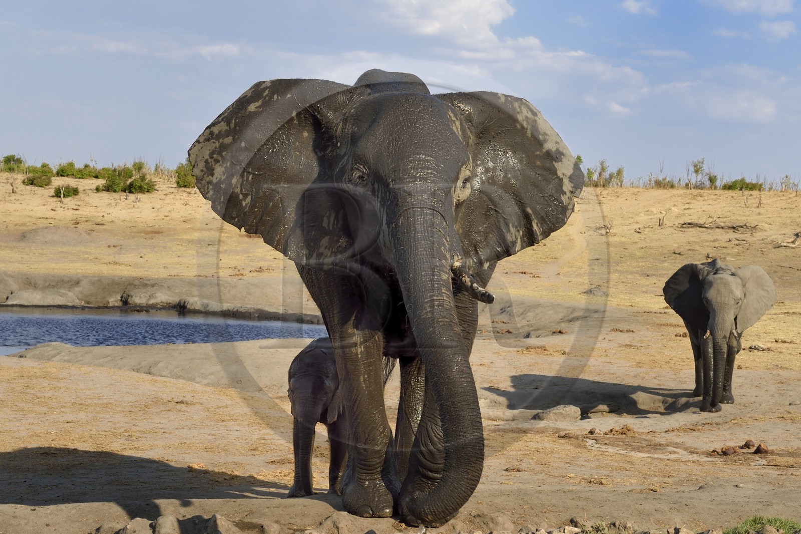 Zimbabwe, province de Matabeleland septentrional, parc national Hwange, éléphants sauvages d'Afrique (Loxodonta africana) autour d'un point d'eau