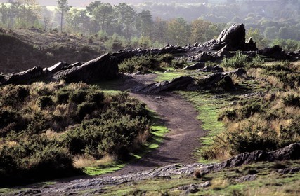France, Ille-et-Vilaine (35), Forêt de Brocéliande, le Val sans Retour