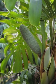 Portugal, Ile de Madère, randonnée de Machico à Porto da Cruz par le Vereda do Larano, le cériman est le fruit du faux philodendron (monstera deliciosa)