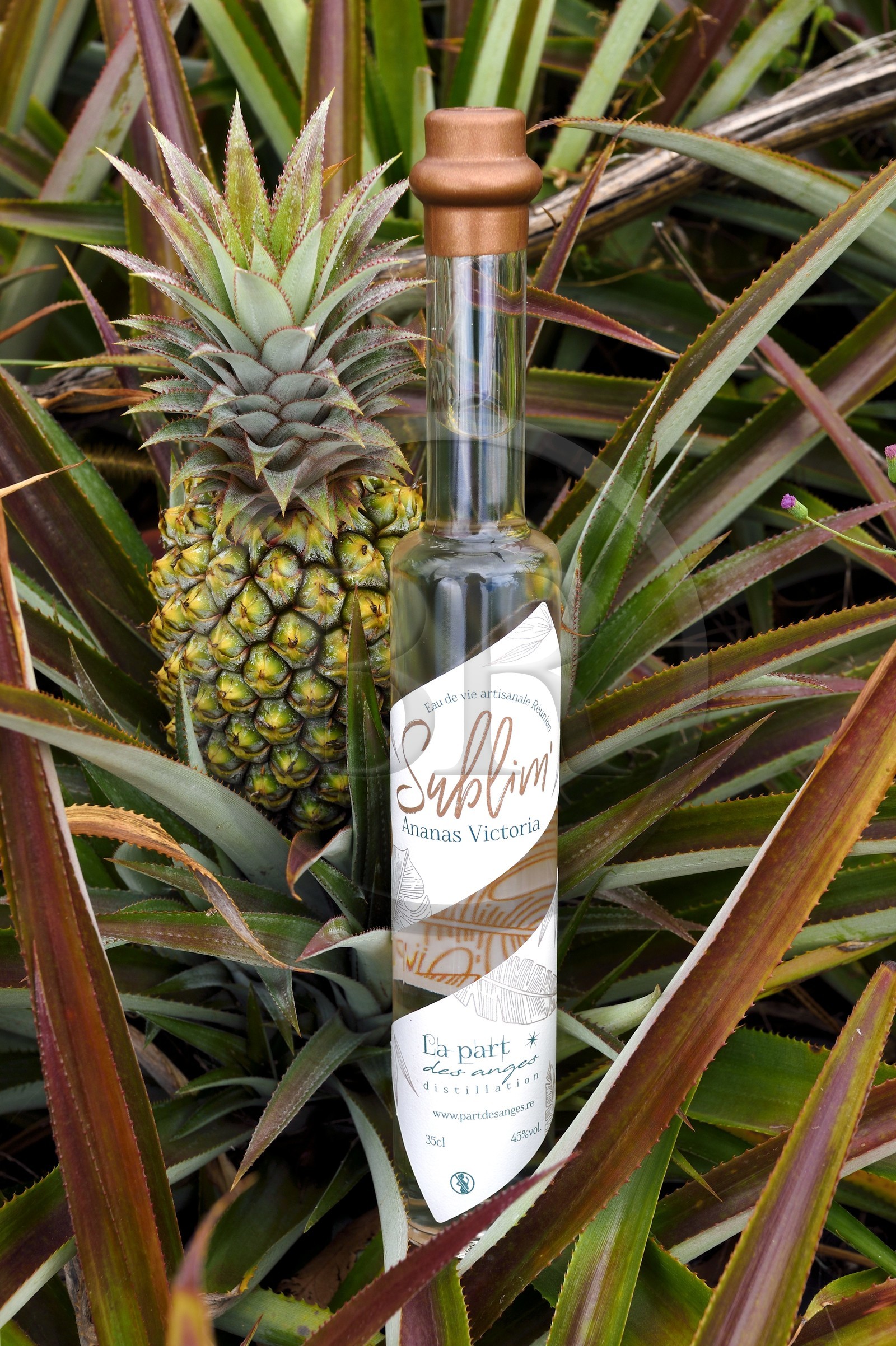 France, Reunion island (French overseas department), La Saline, Victoria pineapple eau de vie (brandy) from La Part des Anges Distillation and pineapple field