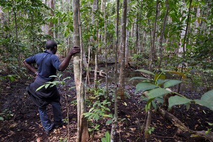Gabon, province de Ogooué- Maritime, Parc National du Loango, forêt et marécages
