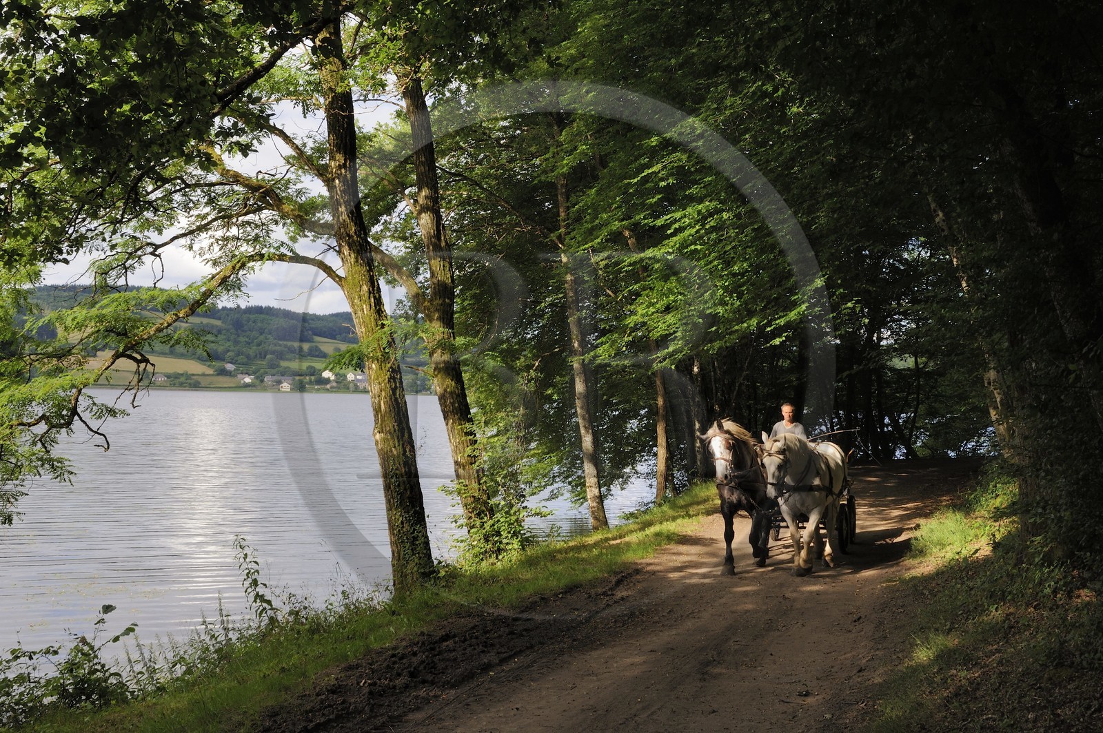 France, Nièvre (58), lac de Pannecière, Alain Perruchot agriculteur et éleveur de chevaux au commande de son attelage