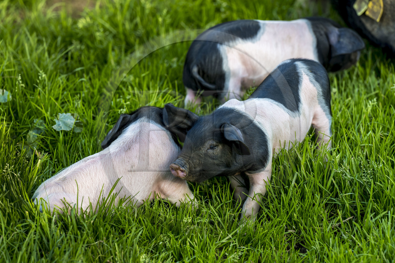 France, Pyrénées-Atlantiques (64), Pays-Basque, vallée des Aldudes, élevage en plein air Pierre Oteiza de porcs basques de race pie noir pour la production du jambon Kintoa AOC, porcelets