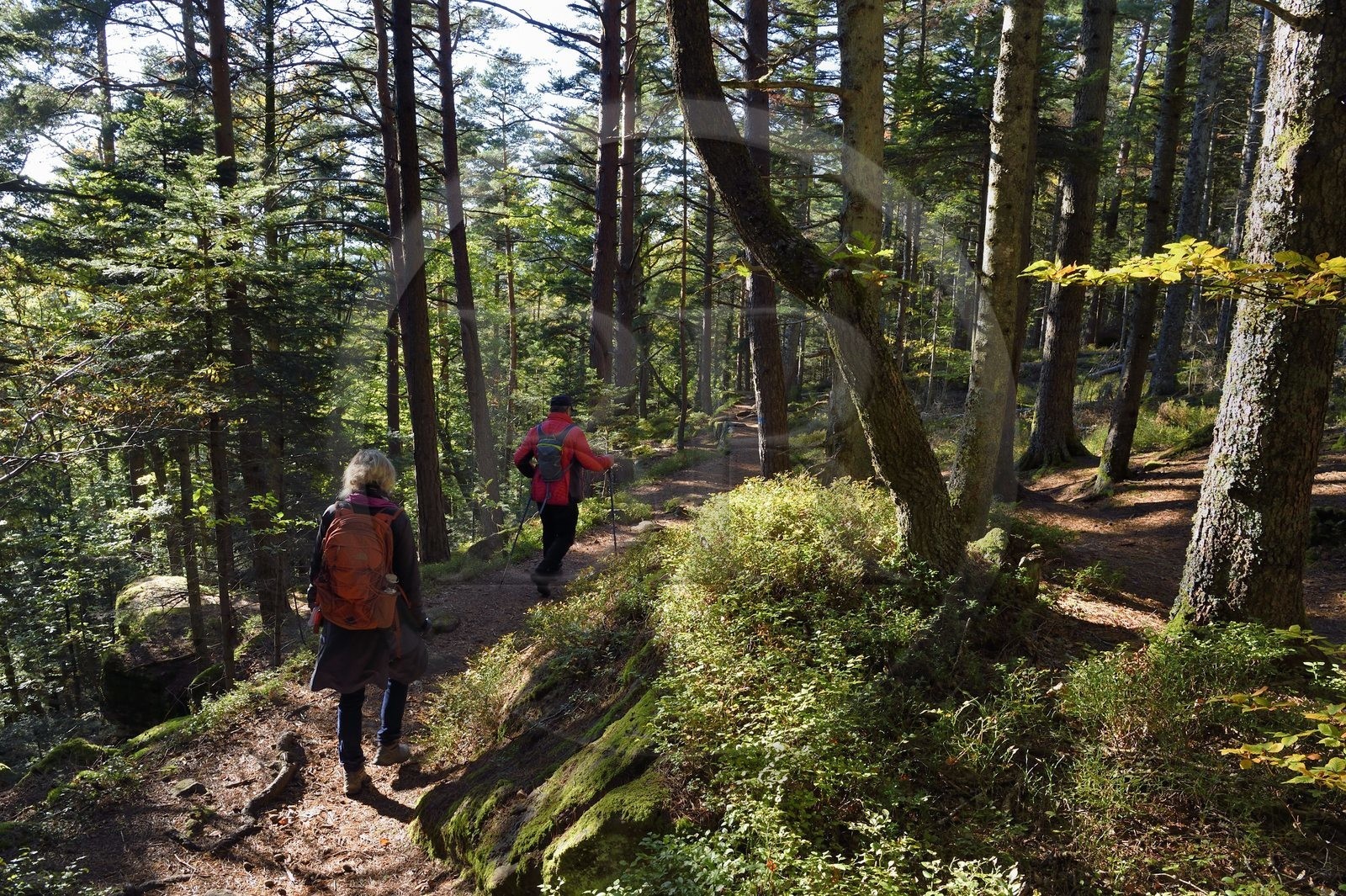 France, Bas-Rhin (67), Mont Saint-Odile, randonnée le long du Mur Païen, vestige d'un mur d'enceinte probablement de l'époque mérovingienne d'une longueur totale de onze kilomètres