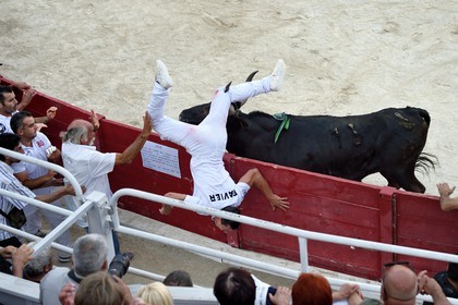 France, Bouches-du-Rhône (13), Arles, la course camarguaise  de la Cocarde d'Or aux Arènes, le taureau cocardier Saint-Vincent de la manade Saint-Antoine inflige un coup de corne à Maxime Favier à la jambe