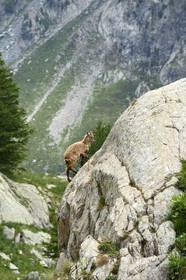 France, Alpes-Maritimes (06), parc national du Mercantour, vallée de la Valmasque, étagne, bouquetin (Capra ibex) femelle des Alpes