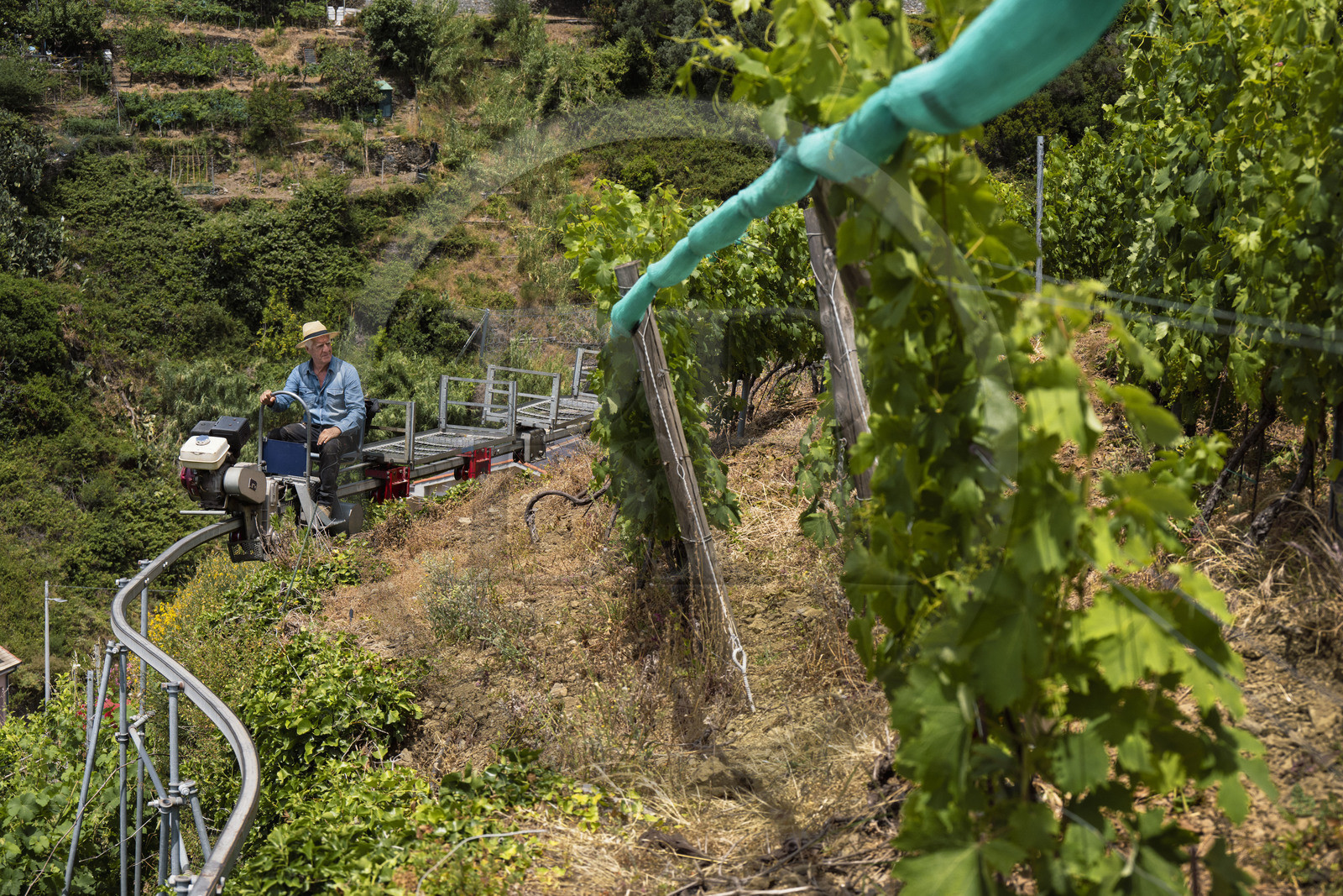 Italie, Ligurie, Cinque Terre, parc national des Cinque Terre classé Patrimoine Mondial de l'UNESCO, village de Vernazza, Bartolomeo Lercari propriétaire exploitant des vins AOC Liguria di Levante Cheo sur son monorail à crémaillère destiné aux vendanges sur ces terres extrêmement pentues