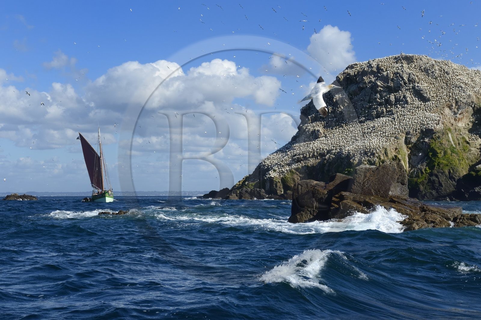France, Cotes-d'Armor, Perros-Guirec, Sept-Iles Archipelago and bird sanctuary, the traditional sailboat Sant C'hireg (Saint Guirec) in front of Rouzic island, northern gannets colony (Morus bassanus), single point of nesting in France for more than 20,000 couples