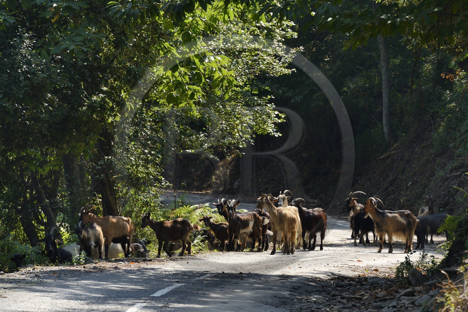France, Haute-Corse (2B), troupeau de chèvres sur une route de Castagniccia