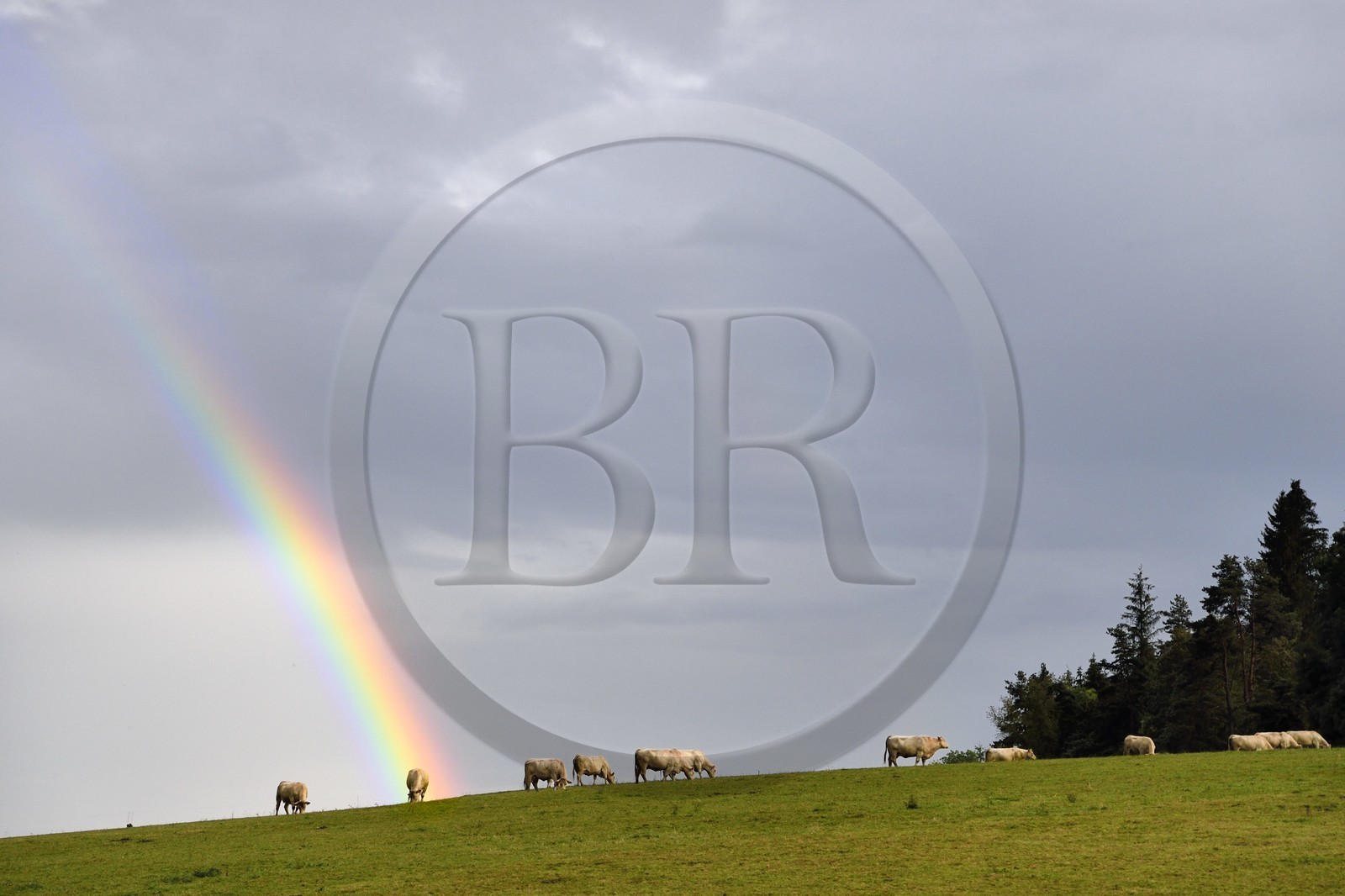 France, Haute-Loire (43), Fix-Saint-Geneys, troupeau de vaches sous un arc en ciel