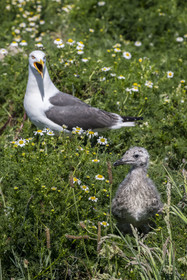 France, Finistère, Abers Country (Pays des Abers), Ile Vierge (Virgin Island) in the Lilia archipelago, many gulls populate the island during the nesting period
