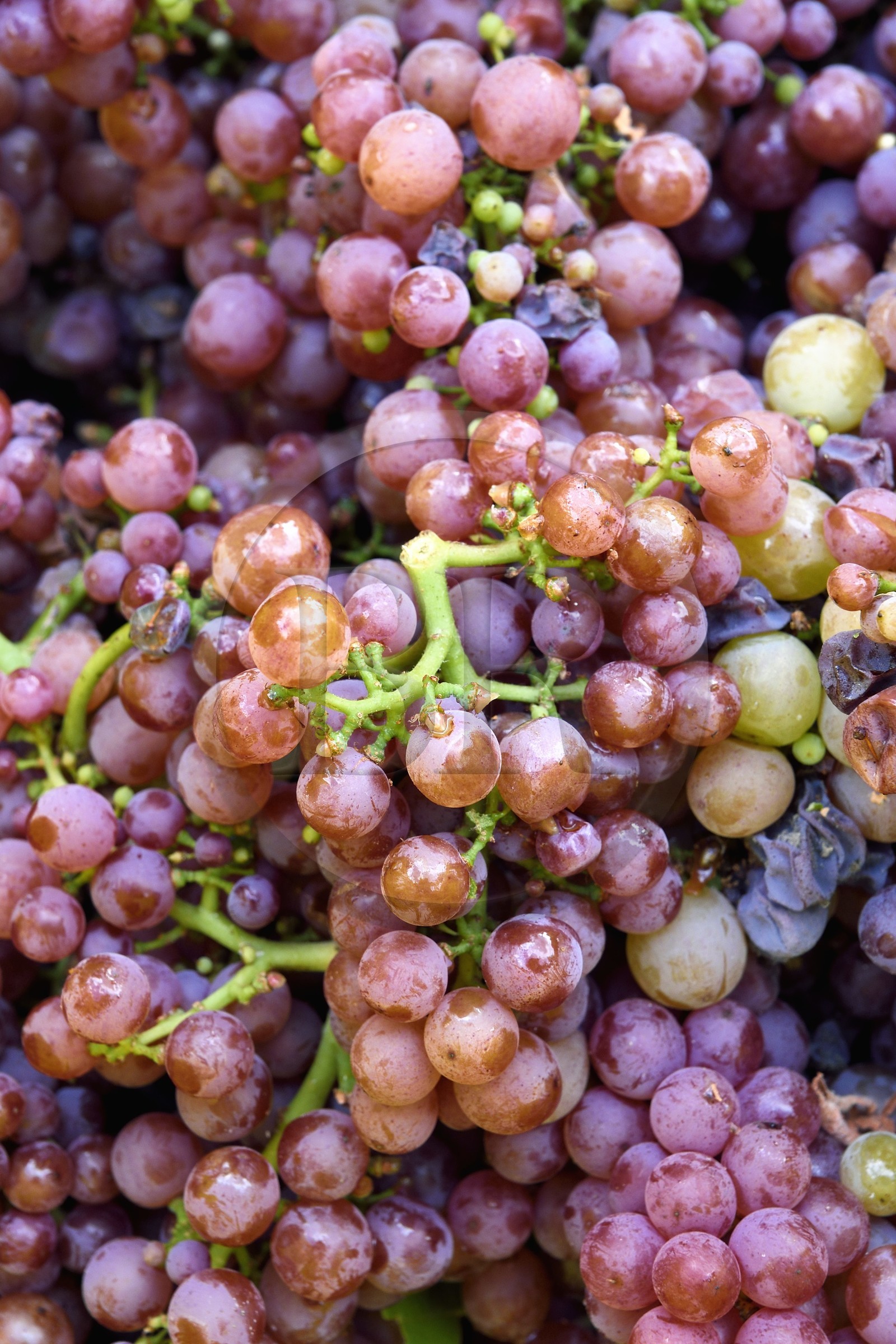 France, Bas Rhin, the Alsace Wine Route, Nothalten, grape harvest on a plot of the Wine estate Philippe Sohler, gewurztraminer wine grapes