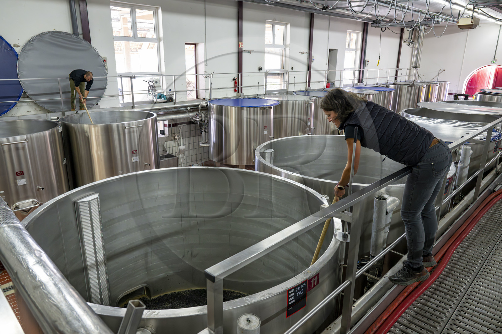 France, Côte-d'Or (21), les climats de Bourgogne classés Patrimoine Mondial de l'UNESCO, Beaune, Cuverie des Hospices de Beaune, mise en cuves thermorégulées du raisin après le tri et l'éraflage sous le controle actif de la régisseur et vinificatrice des Hospices de Beaune Ludivine Griveau