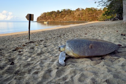 France, Mayotte island (French overseas department), Grande-Terre, Kani-Keli, N’Gouja beach, green sea turtle (Chelonia mydas) joining the sea after laying