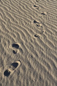 Iran, Province de Yazd, désert du Dasht-e Kavir, Moghestan, randonnée dans le massif dunaire, trace de pas et empreintes de chacal