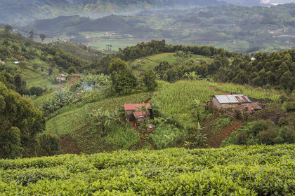 Rwanda, Province de l’Ouest, Gisakura, une colline typique de cette région avec un mélange de cultures dont le thé et le bananier, espaces agricoles entrecoupés de forêts d'eucalyptus, avec un habitat dispersé et des près pour l'élevage