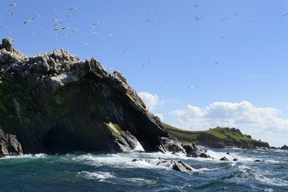 France, Côtes-d'Armor (22), Perros-Guirec, archipel et réserve ornithologique de Sept-Iles, Ile Rouzic, colonie de fous de Bassan (Morus bassanus), unique point de nidification en France pour plus de 20000 couples