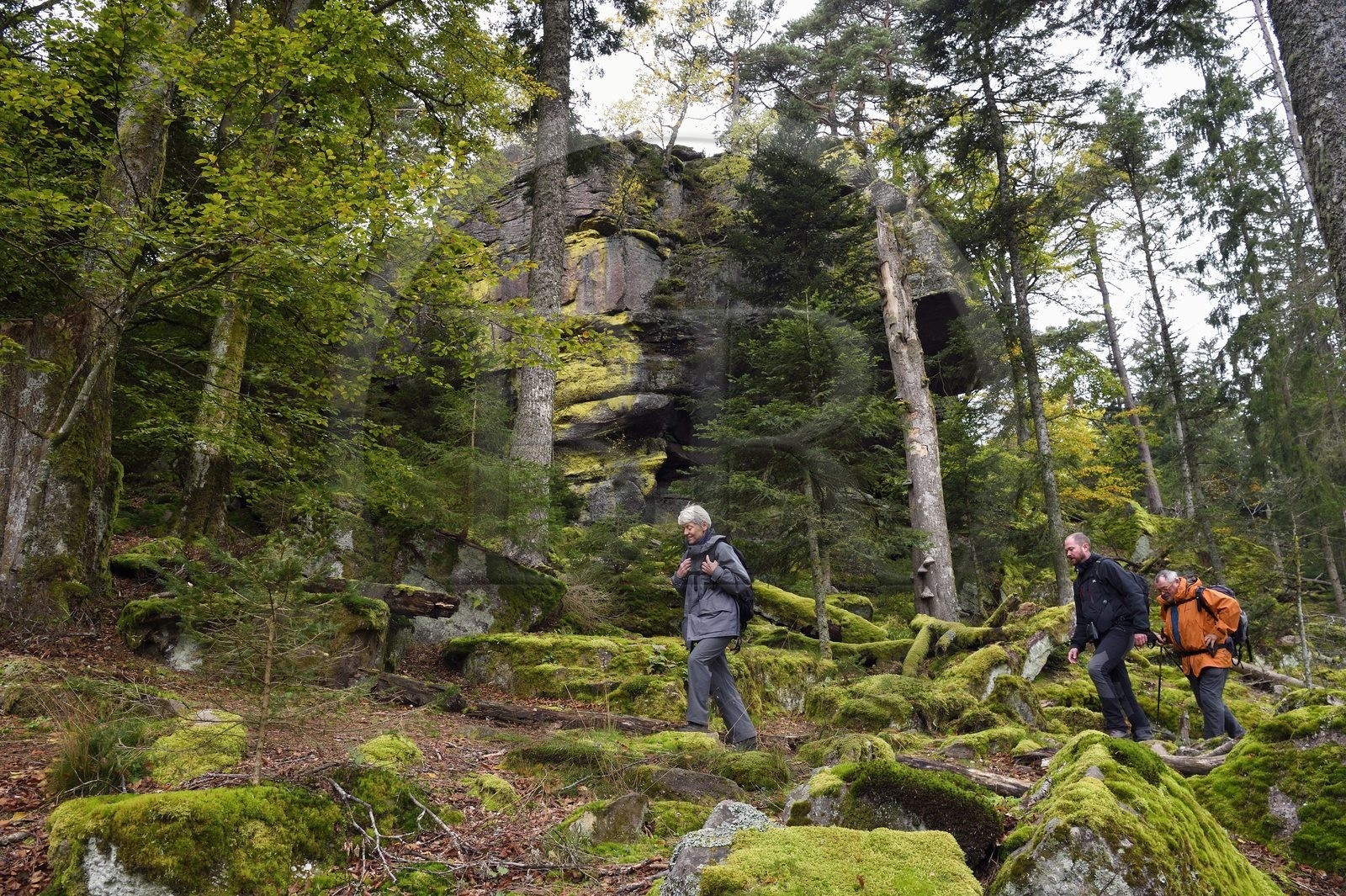 France, Haut-Rhin (68), Thannenkirch, randonnée dans le massif du Taennchel sous le Rocher des Géants