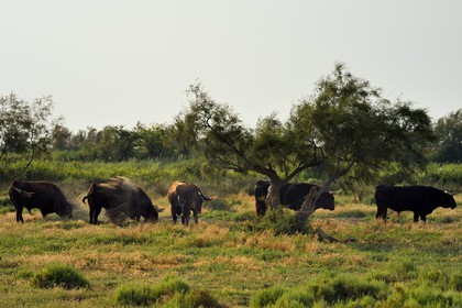 France, Bouches-du-Rhône (13), Parc naturel régional de Camargue, étang de Vaccares, race bovine de combat, élevage de taureaux dits espagnols destinés aux corridas par des ganaderias