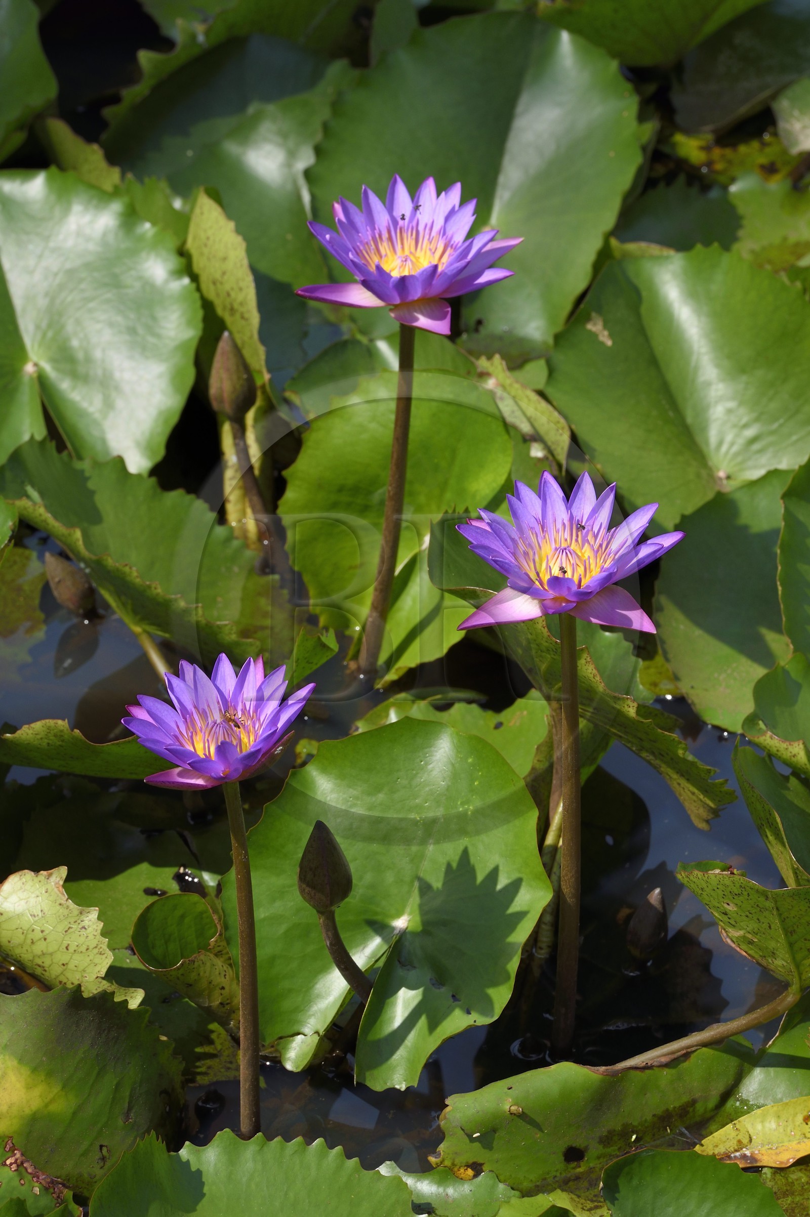 Sri Lanka, province du Centre-Nord, Diyabeduma, étang aux lotus bleu (Nymphaea caerulea) ou nénuphars bleus