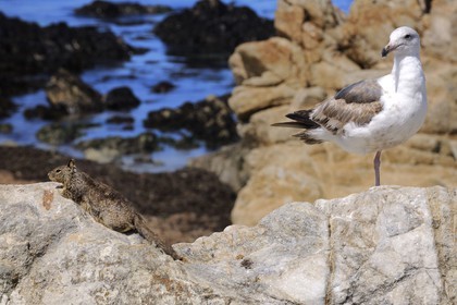 United States, California, 17 Mile Drive, squirrel and seagull