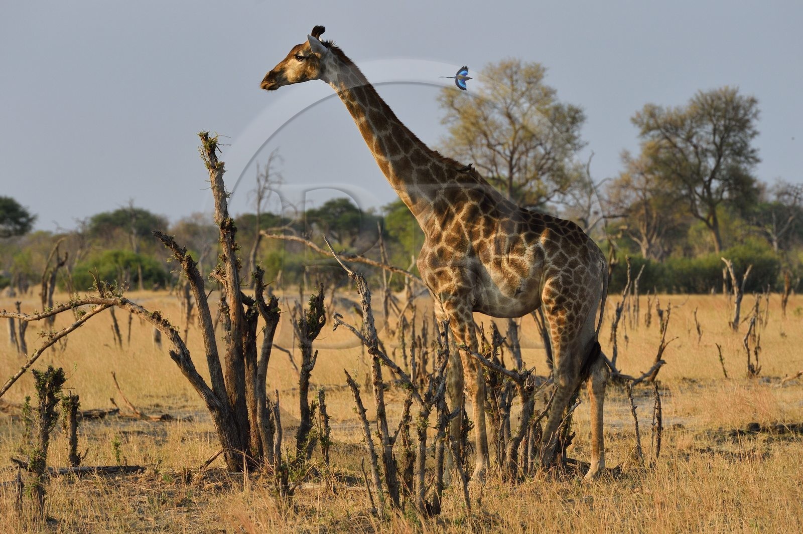 Zimbabwe, province de Matabeleland septentrional, parc national Hwange, une girafe (Giraffa camelopardalis) et Rollier à longs brins (Coracias caudatus)