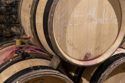 France, Côte-d'Or (21), Paysage culturel des climats de Bourgogne classés Patrimoine Mondial de l'UNESCO, Route des Grands Crus, vignoble de la Côte de Nuits, Gevrey-Chambertin, Domaine Dugat, l'ancien Cellier des Dimes des évêques de Langres où sont entreposé les tonneaux, tonneau de Griotte Chambertin