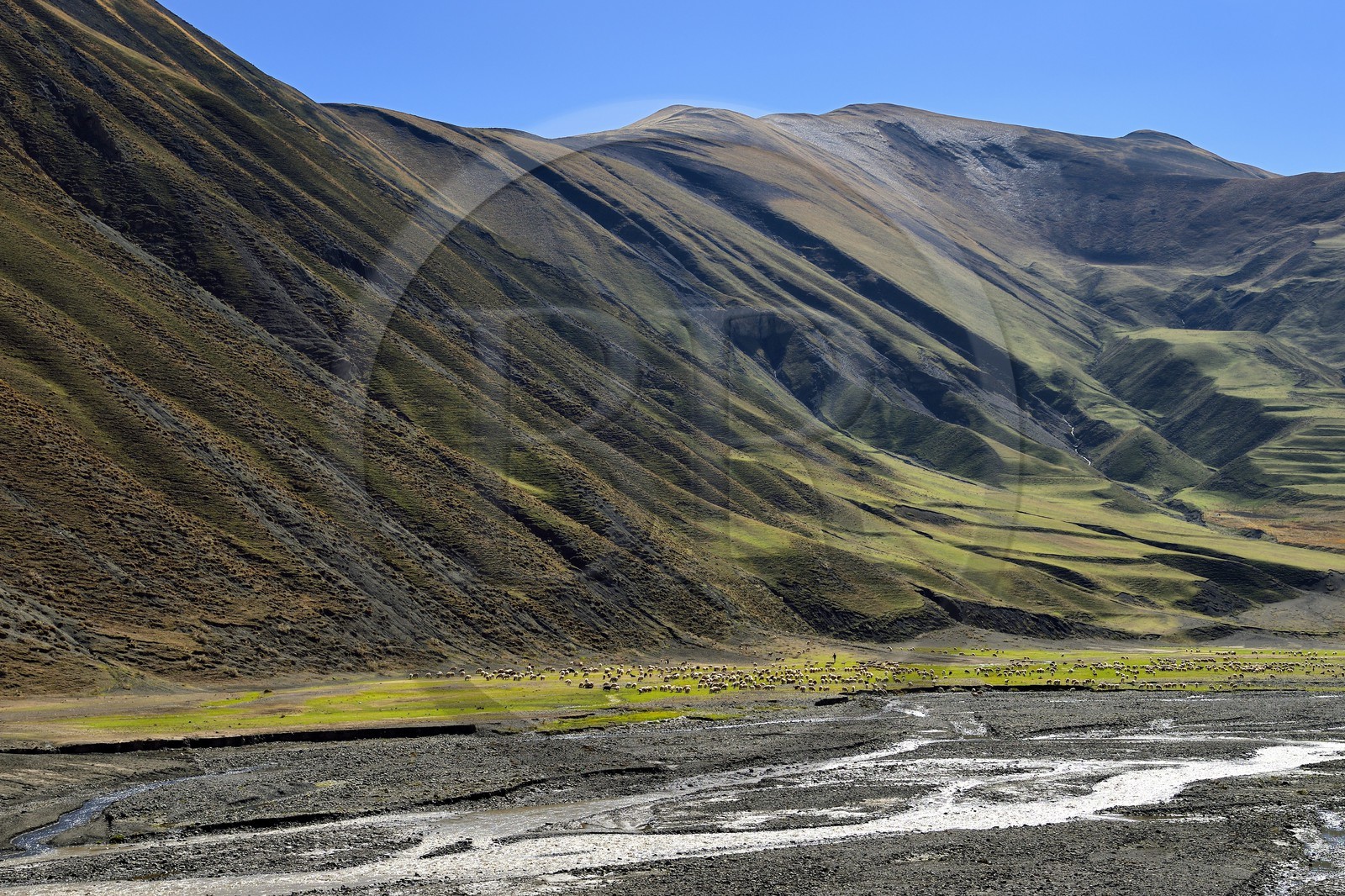 Azerbaijan, Quba (Guba) region, Greater Caucasus mountain range, the valley along Xinaliq Yolu road towards Khinalug, shepherd and his flock of sheep