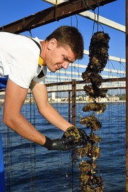 France, Var (83), La Seyne-sur-Mer, l'ostréiculteur Jean Christophe Giol dans la baie de Tamaris