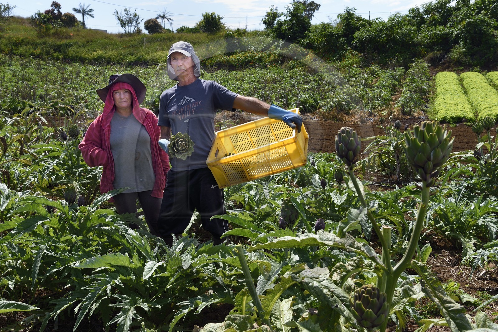 France, Ile de la Reunion, Le Tampon, la Plaine des Cafres, les agriculteurs Jacqueline et Jean-Pierre Lacaille dans leur champ d'artichauts