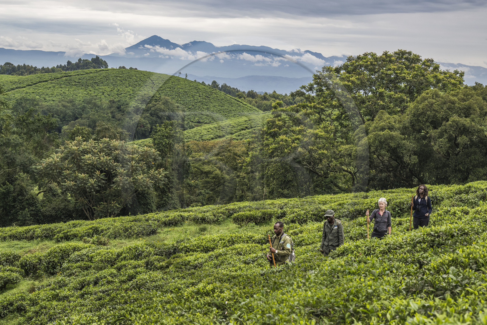 Rwanda, Western Province, Gisakura, Nyungwe National Park, African Parks ranger Claver Mtoyinkima guiding tourists on the trail of Ruwenzori colobus (Colobus angolensis ruwenzorii) during a walking safari in the natural rainforest on the edge of tea plantations, Kahuzi-Biega mountains in Democratic Republic of Congo in the background