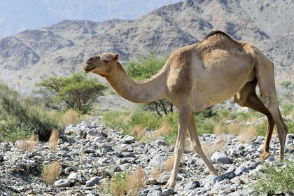 Sultanat d'Oman, gouvernorat de Al-Batina du Sud, Hajar occidental, Wadi Mistall, village de Ghubrah, dromadaire