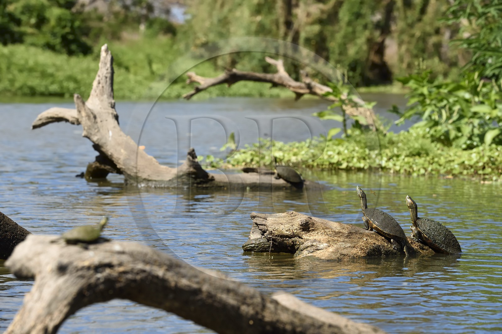 Nicaragua, Ile d'Ometepe réserve mondiale de Biosphère sur le lac Nicaragua, marais le long du Rio Istian, tortues aquatiques, tortues de Floride (Trachemys scripta elegans)