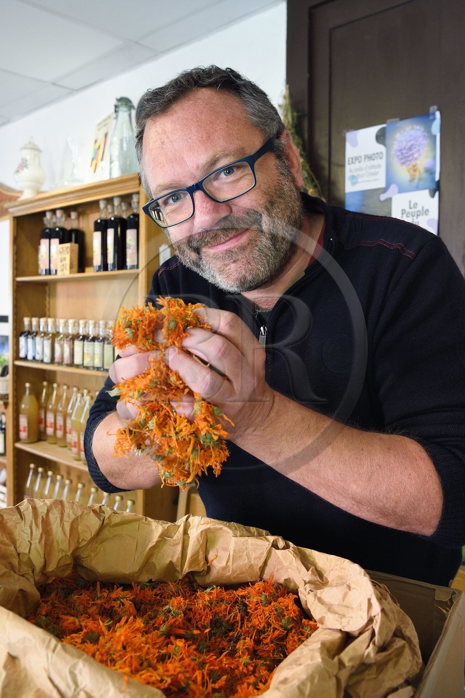 France, Vosges (88), Le Valtin, village de la haute-vallée de la Meurthe, John Voinson, maire du Valtin et producteur de plantes médicinales et de petits fruits marqués Parc naturel régional, manipule du calendula au magasin bio les Herbes du Valtin