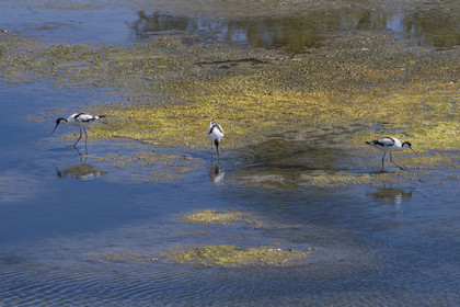 France, Vendée (85), île de Noirmoutier, La Guérinière, avocette élégante (Recurvirostra avosetta) dans le marais en contrebas de la digue entre le Port de Bonhomme et le passage du Gois