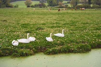 France, Calvados (14), Pays d'Auge, Bavent, cygnes et troupeau de vaches