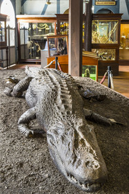 France, Guyane, Cayenne, musée départemental Alexandre-Franconie