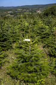 France, Nièvre (58), Parc naturel régional du Morvan, Gouloux, établissement Marchand (scierie, saboterie et boissellerie), terrain de production de sapins de Noël de Nordmann et d’épicéas issus d’une production arboricole raisonnée et durablement gérée