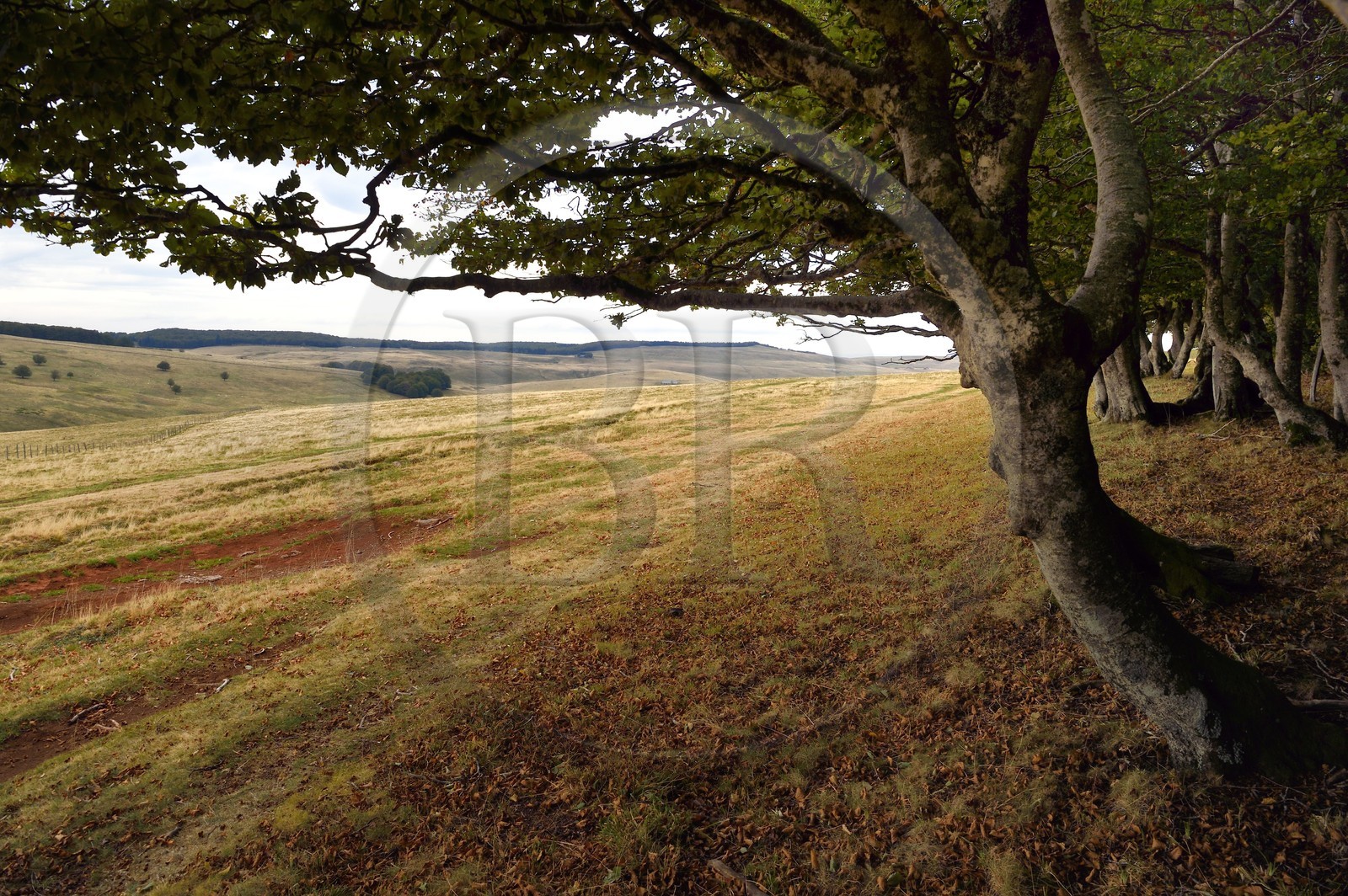France, Cantal, Aubrac, Parc naturel régional de l'Aubrac (Aubrac Regional Nature Park), plateau, Saint Urcize, Pas de Mathieu forest, vestige of the original Aubrac beech grove