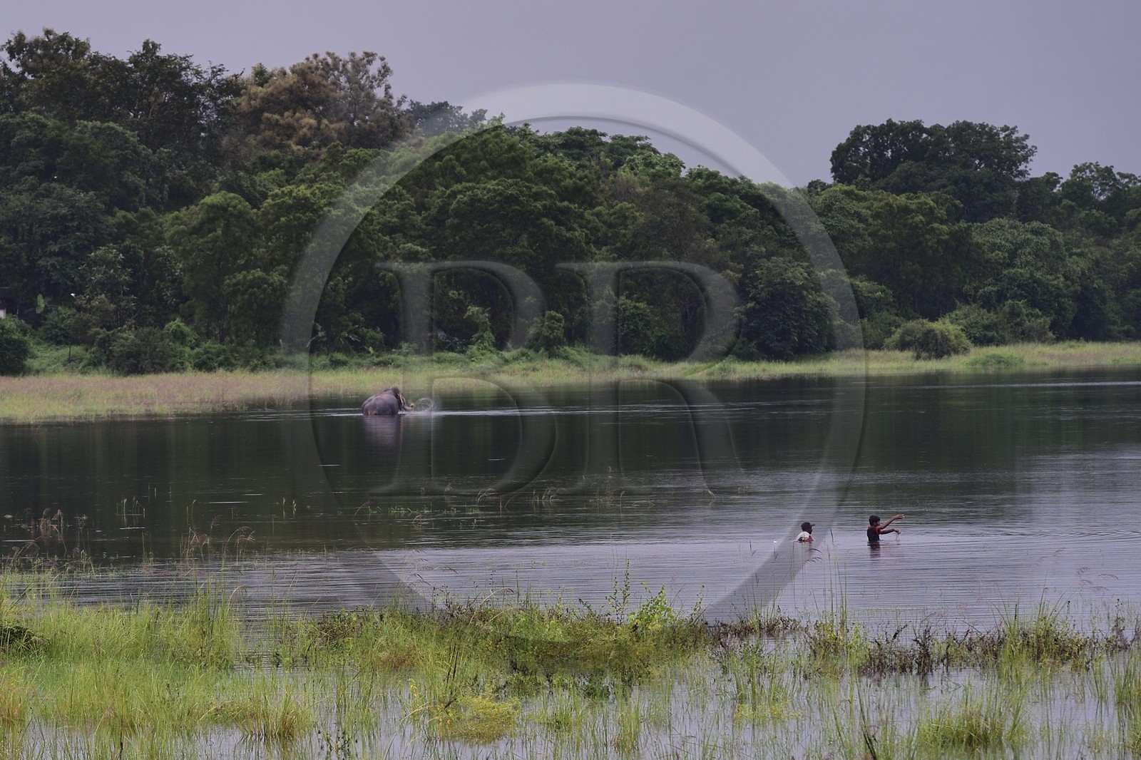 Sri Lanka, North Central Province, Minneriya tank, built by King Mahasen (276-303) who ruled in Anuradhapura, elephants
