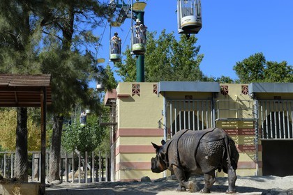 Portugal, Lisbon, Zoological Garden, Greater Indian Rhinoceros (Rhinoceros unicornis) and cable cars that go around the zoo