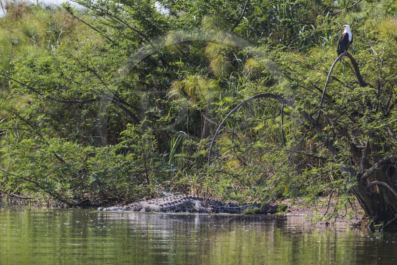 Rwanda, Akagera National Park, Lake Ihema, Nile crocodile (Crocodylus niloticus) under an African fish eagle (Haliaeetus vocifer)