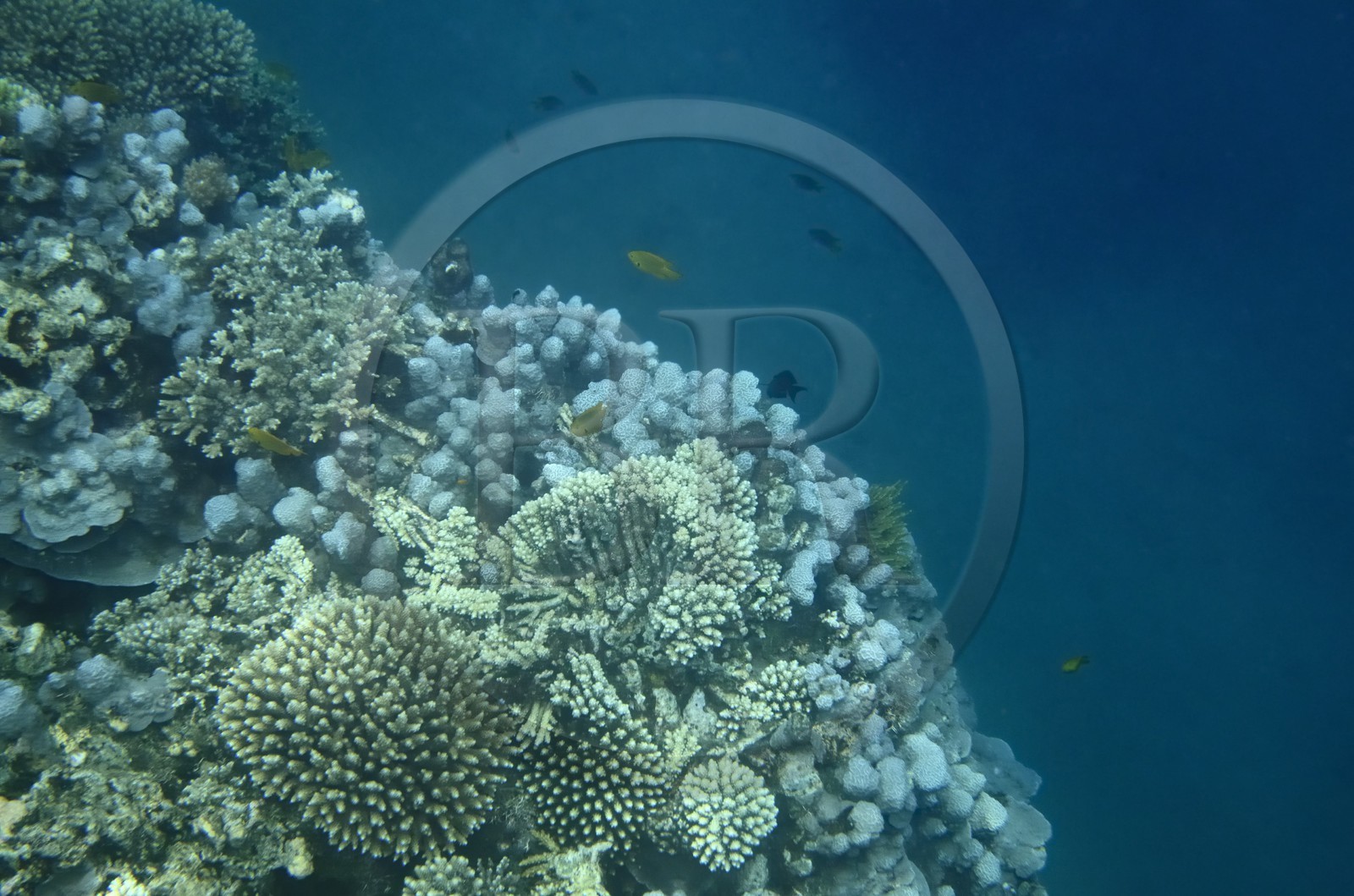 France, Ile de Mayotte, Grande-Terre, Kani-Keli, récif corallien vers la plage de N’Gouja