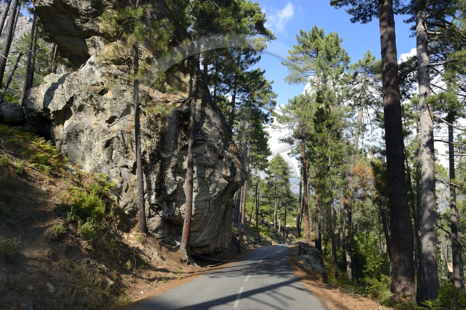 France, Haute-Corse (2B), Corte, Vallée de la Restonica