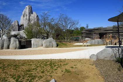 France, Paris (75), Le Parc zoologique de Paris (Zoo de Vincennes), le groupe des seize girafes (Giraffa camelopardalis) dans la biozone Sahel-Soudan, en arrière plan le Grand Rocher qui est l’emblème du zoo depuis 1934