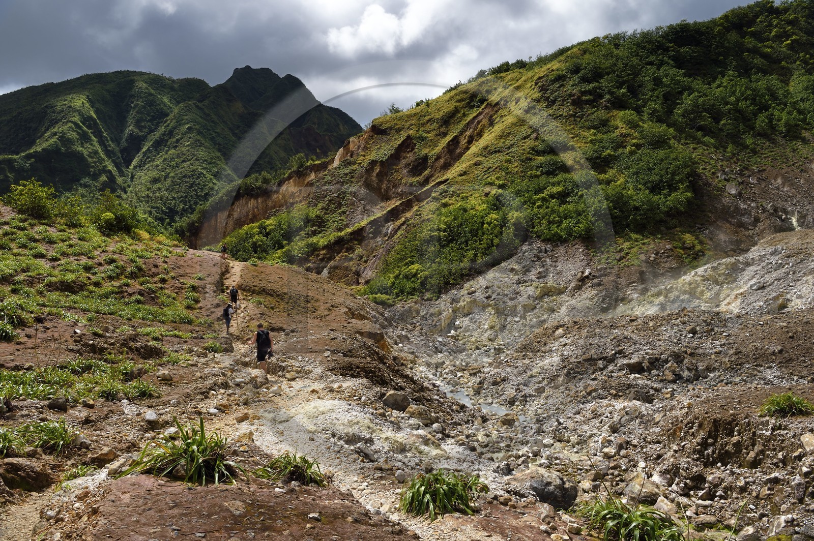 Caraïbes, Ile de la Dominique, Castle Bruce, Parc national du Morne Trois Pitons classé Patrimoine Mondial de l'UNESCO, la Vallée de la Désolation, randonnée sur le sentier menant au Boiling Lake