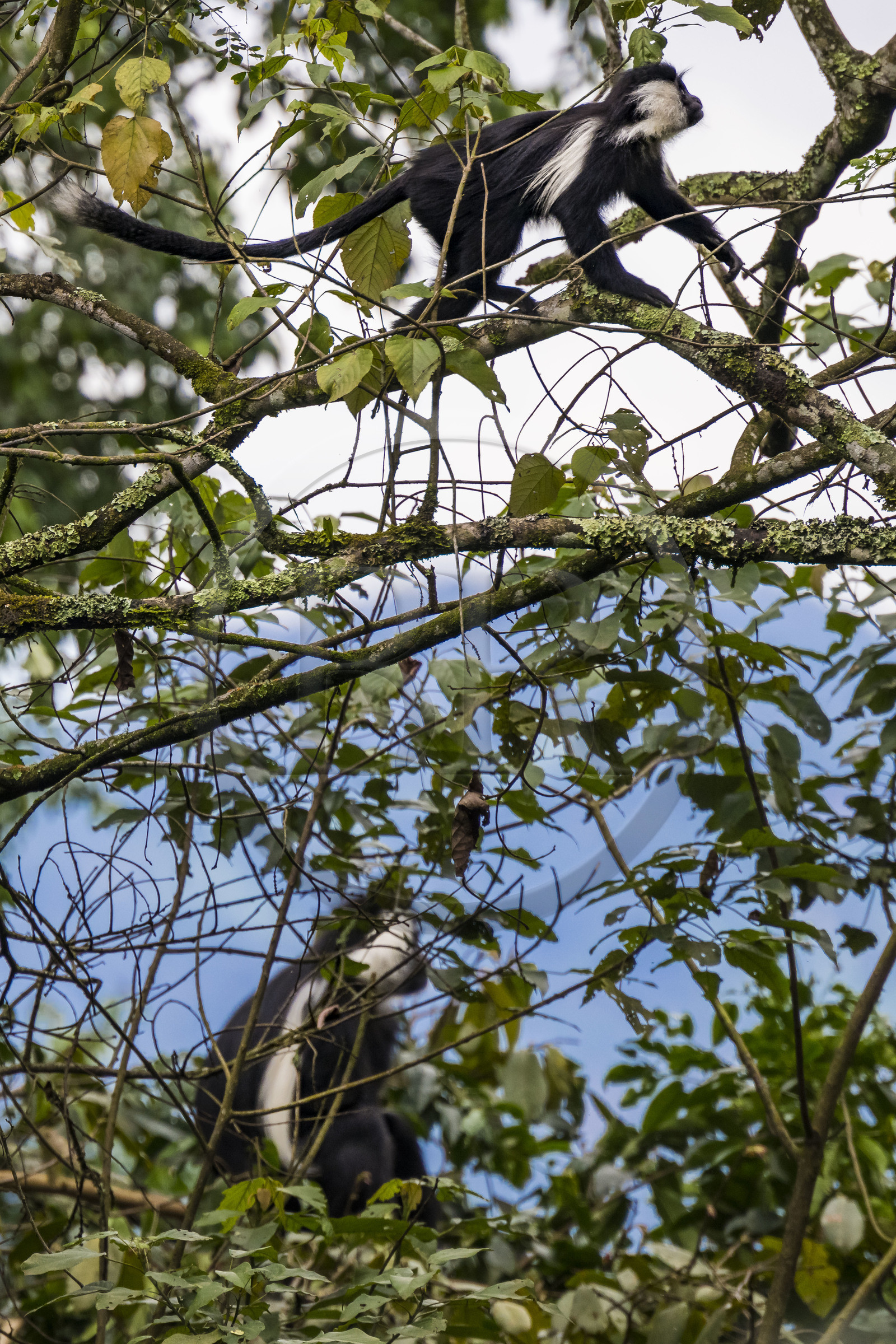 Rwanda, Western Province, Gisakura, Nyungwe National Park, Ruwenzori colobus (Colobus angolensis ruwenzorii) during a walking safari in the natural rainforest