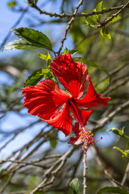 France, Guyane, Kourou, Iles du Salut, fleur d'hibiscus
