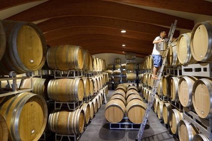 France, Loire, Parc Naturel Regional du Pilat (Natural Regional Park of Pilat), the domaine du Monteillet Stephane Montez, Stephane Montez in his wine cave