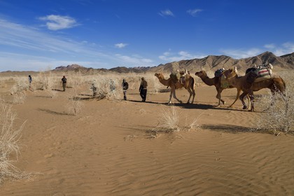 Iran, Province d'Ispahan, désert du Dasht-e Kavir, Mesr dans la région de Khur et Biabanak, caravane de dromadaires lors d'une randonnée chamelière